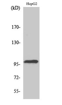 Topo IIIβ-1 rabbit pAb