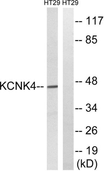 TRAAK rabbit pAb Antibody