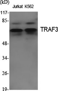 TRAF3 antibody