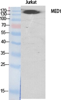 TRAP220 antibody