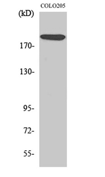 TRAP220 rabbit pAb Antibody