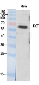 TRP2 antibody