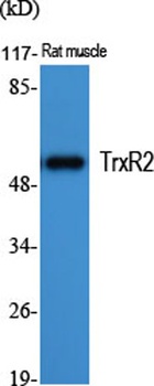 TrxR2 rabbit pAb