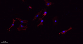 Tubulin β rabbit pAb