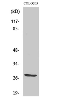 TWEAK rabbit pAb Antibody