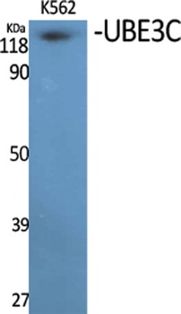 UBE3C antibody