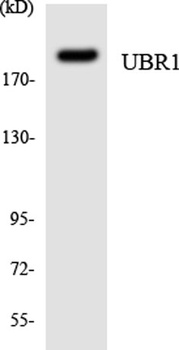 Ubr1 antibody