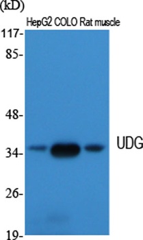 UDG antibody
