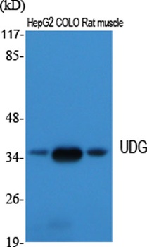 UDG rabbit pAb