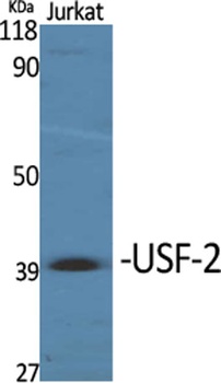 USF-2 antibody