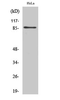 UTP14A antibody