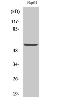 V-ATPase B1 rabbit pAb