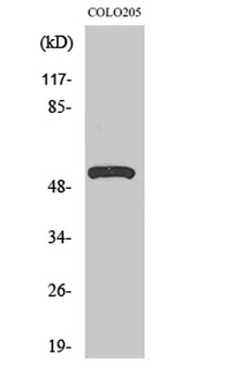V-ATPase H rabbit pAb