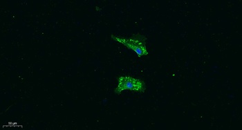 VEGF-B antibody