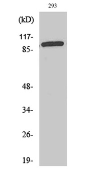 WBSCR11 rabbit pAb