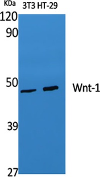 Wnt-1 rabbit pAb