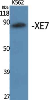 XE7 antibody