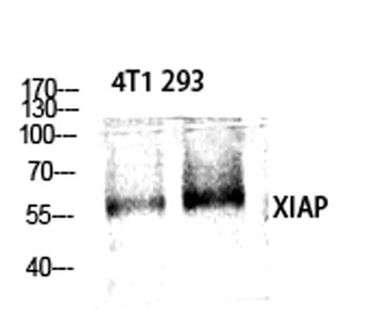 XIAP rabbit pAb