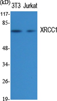 XRCC1 rabbit pAb