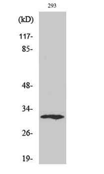 XRCC2 rabbit pAb