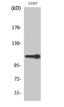 XRN2 antibody