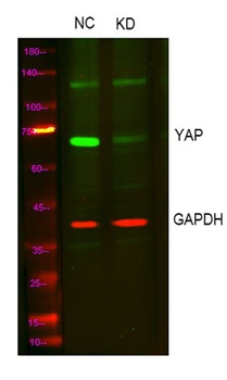 YAP antibody