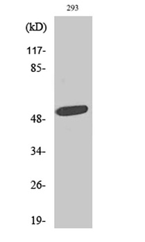 ZAC1 antibody