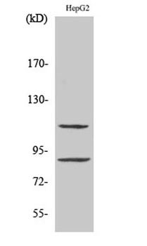 ZBP-89 antibody