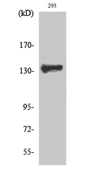 ZBTB40 antibody