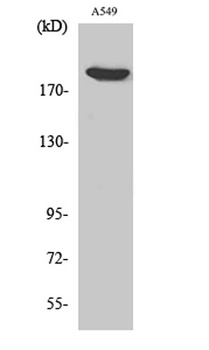 ZC3H13 antibody