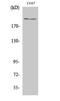 ZFP106 rabbit pAb Antibody