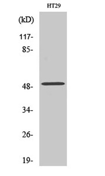 ZFYVE19 antibody