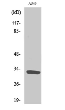 ZIP9 antibody