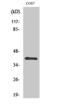 ZNF134 rabbit pAb
