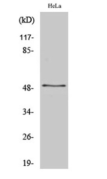 ZNF436 antibody
