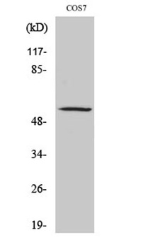 ZNF498 rabbit pAb
