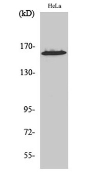 ZNF608 antibody