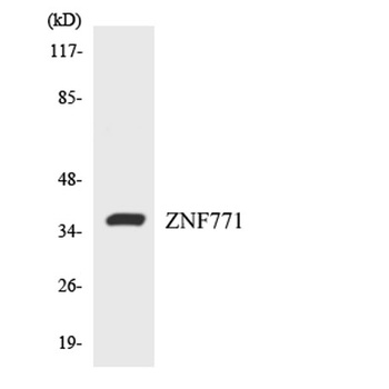 ZNF771 rabbit pAb Antibody