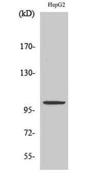 ZZZ3 antibody