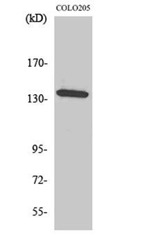 alpha-protein Kinase 1 antibody
