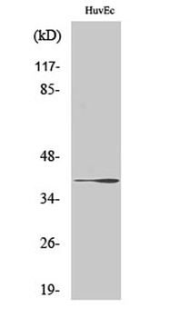 β-1,3-Gal-T1 rabbit pAb