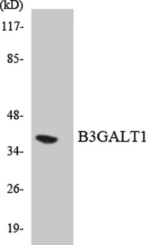 β-1,3-Gal-T1 rabbit pAb Antibody