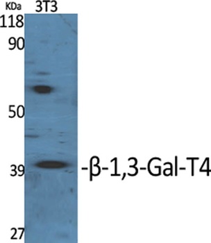 beta-1,3-Gal-T4 antibody