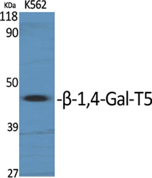beta-1,4-Gal-T5 antibody