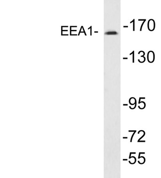EEA1 rabbit pAb Antibody