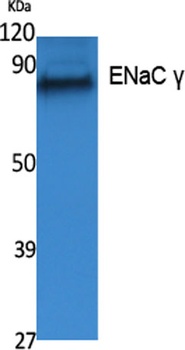 ENaC γ rabbit pAb Antibody
