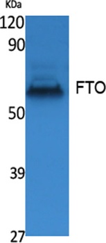 FTO rabbit pAb