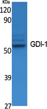 GDI-1 rabbit pAb