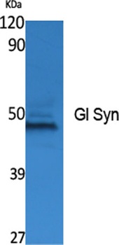 Gl Syn antibody