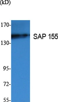 SAP 155 antibody